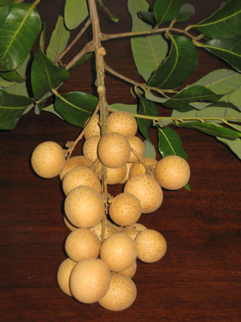 Longan